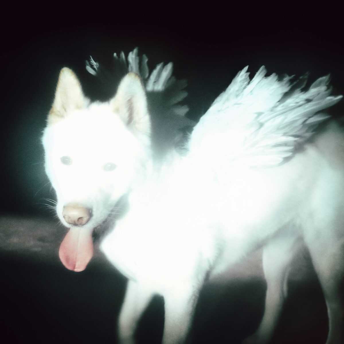 Fat Dog